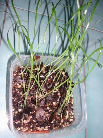 H.calyptratum �G����ͦ ���N�o�