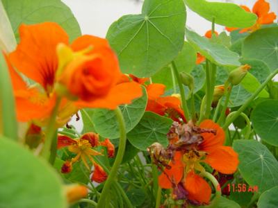 �ɰ��Ľ���