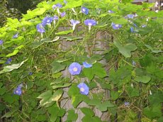 ���������մ�����ʢ��ţ