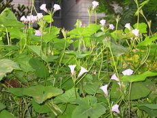 ���������մ�����ʢ��ţ