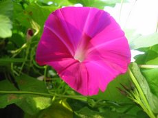 ţ���ܡ���ǣţ�ࣨ�������ͼ��