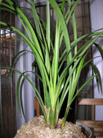 ������Ĵ�ѩ�أ��������