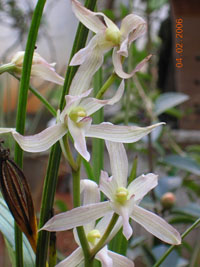 ������Ĵ�ѩ�أ��������