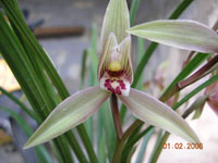 ������Ĵ�ѩ�أ��������