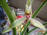 ������Ĵ�ѩ�أ��������