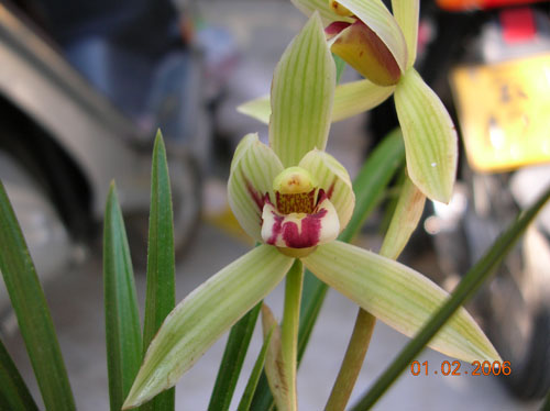 ������Ĵ�ѩ�أ��������