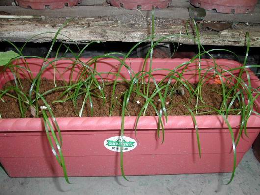 H.calyptratum �G����ͦ ���N�o�