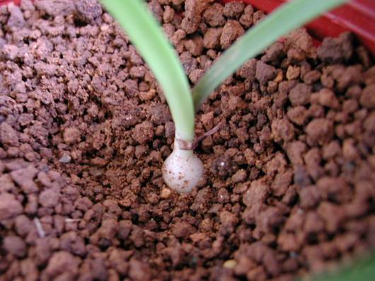 H.calyptratum �G����ͦ ���N�o�