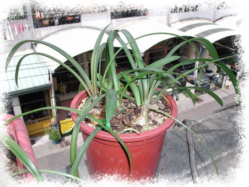 H.calyptratum �G����ͦ ���N�o�