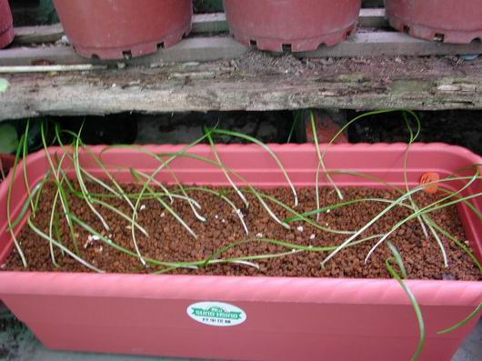 H.calyptratum �G����ͦ ���N�o�