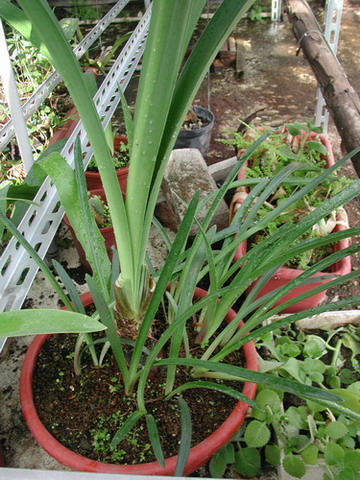 H.calyptratum �G����피t ���N�o�