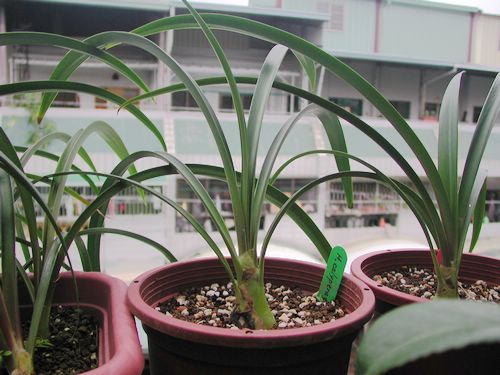 H.calyptratum �G����피t ���N�o�