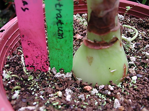 H.calyptratum �G����피t ���N�o�