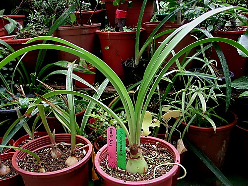 H.calyptratum �G����피t ���N�o�