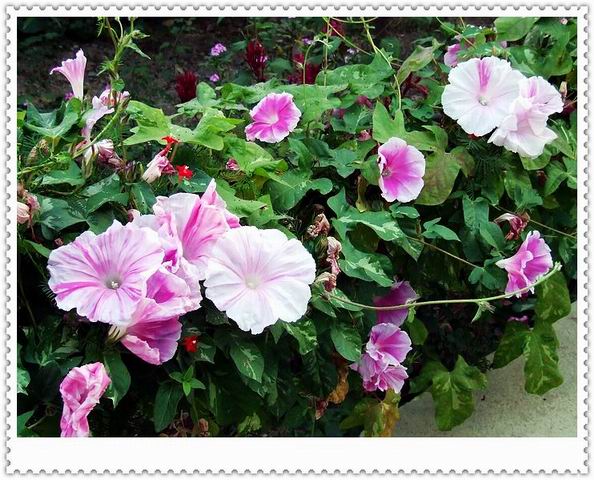 [ԭ��]С������