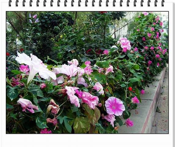 [ԭ��]С������