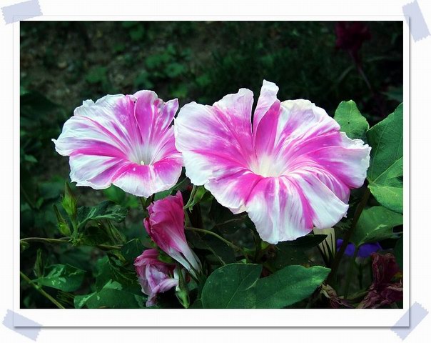 [ԭ��]С������