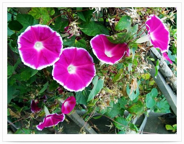 [ԭ��]С������