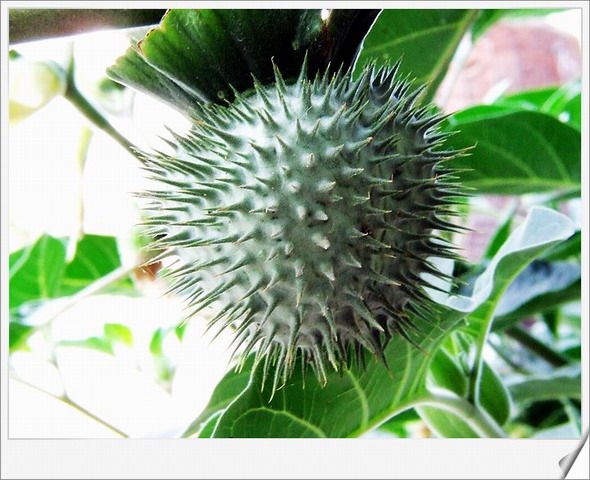 [ԭ��]С������