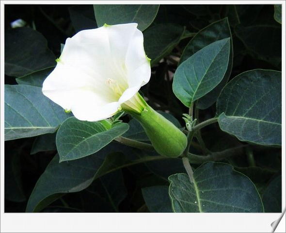 [ԭ��]С������