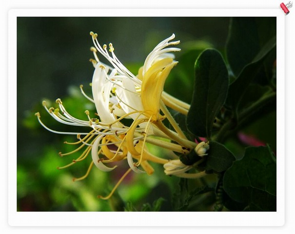 [ԭ��]С������