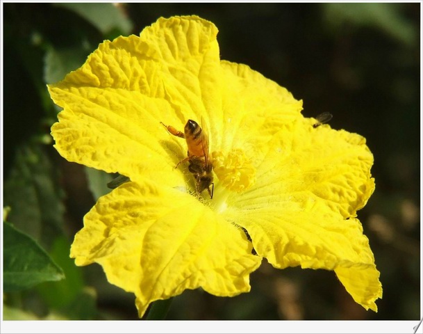 [ԭ��]С������