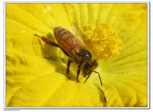 [ԭ��]С������