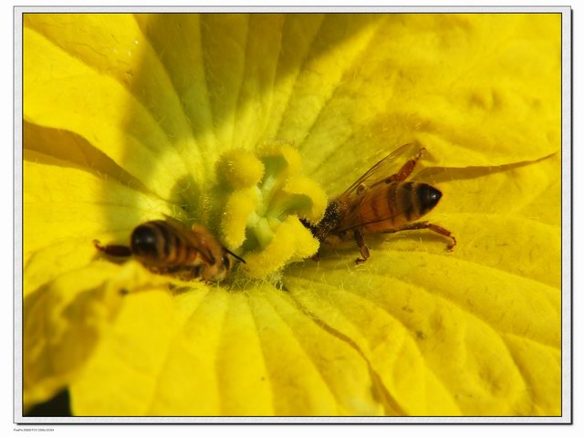 [ԭ��]С������