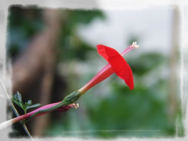 [ԭ��]С������