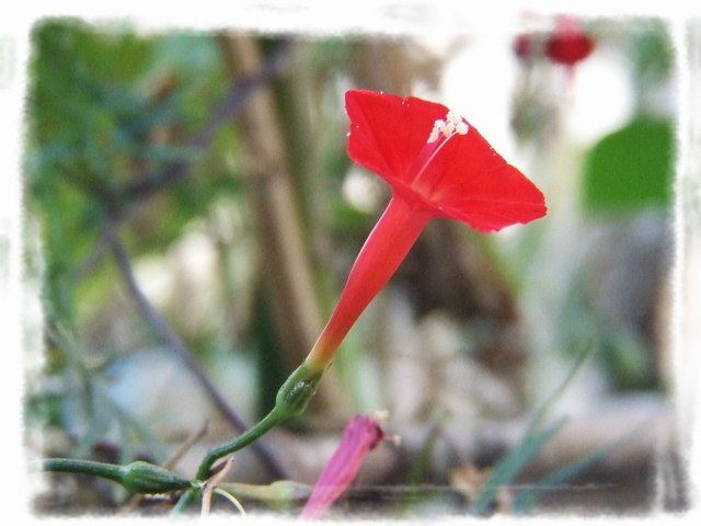 [ԭ��]С������