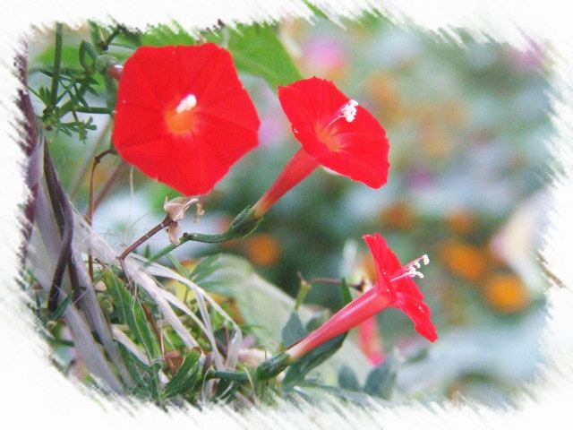 [ԭ��]С������