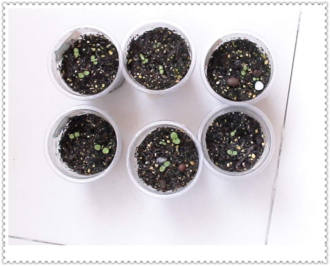 06����ﲥ����ɫ������������ר����