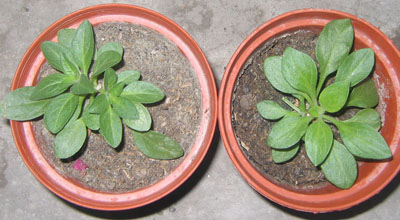 �ﲥҲ���......P13