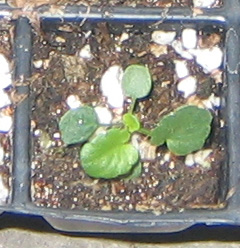 �ﲥҲ���......P13