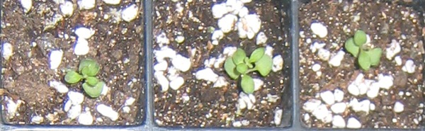 �ﲥҲ���......P13