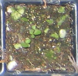 �ﲥҲ���......P13