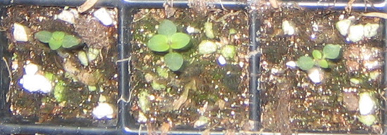 �ﲥҲ���......P13