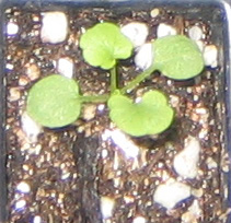 �ﲥҲ���......P13