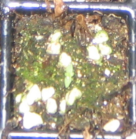 �ﲥҲ���......P13