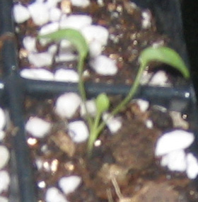 �ﲥҲ���......P13