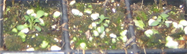 �ﲥҲ���......P13