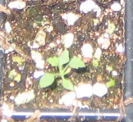 �ﲥҲ���......P13