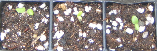 �ﲥҲ���......P13