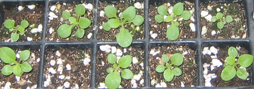 �ﲥҲ���......P13