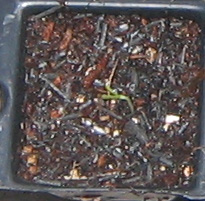 �ﲥҲ���......P13