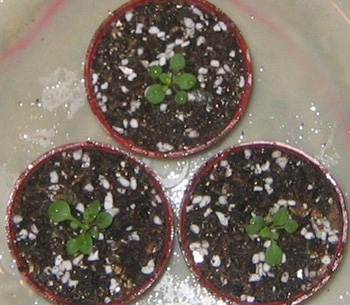 �ﲥҲ���......P13