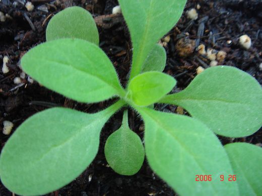 ���İ�ţ���Ϳ����ؼ�����ר����Ʒ���¸�~~