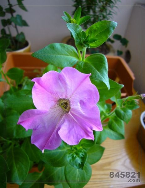 ţ����~~��ţ��(�������ͼ)