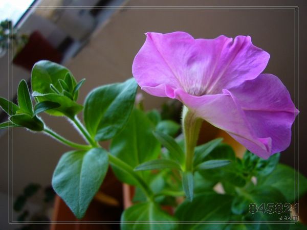 ţ����~~��ţ��(�������ͼ)