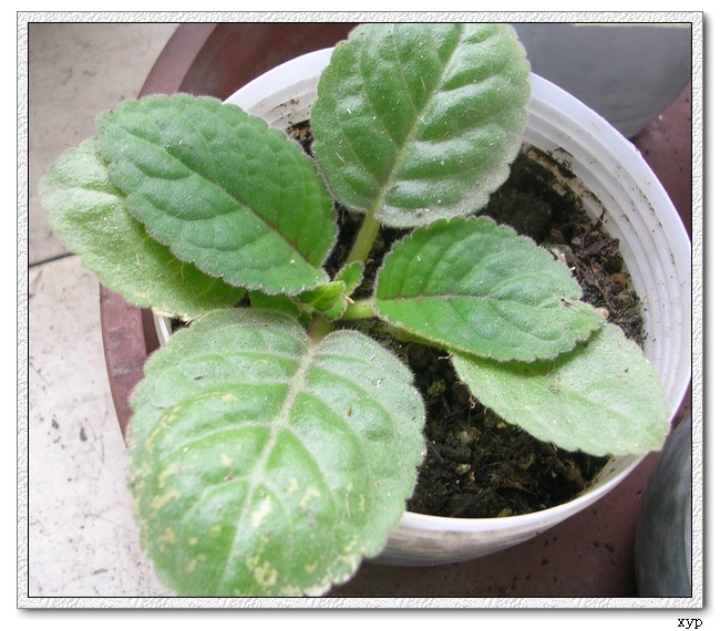 [����]��ͩ��ѿ��